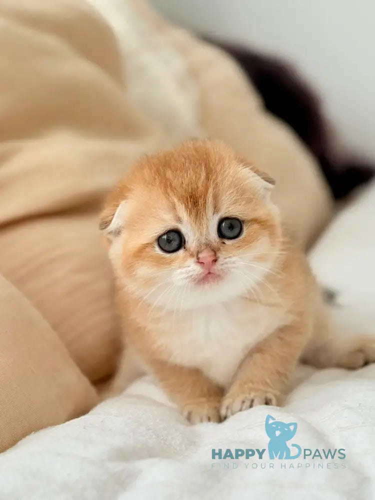 Kris Scottish Fold female black golden shaded live animals