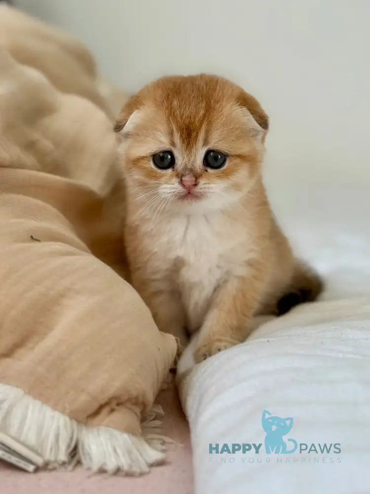 Kris Scottish Fold female black golden shaded live animals