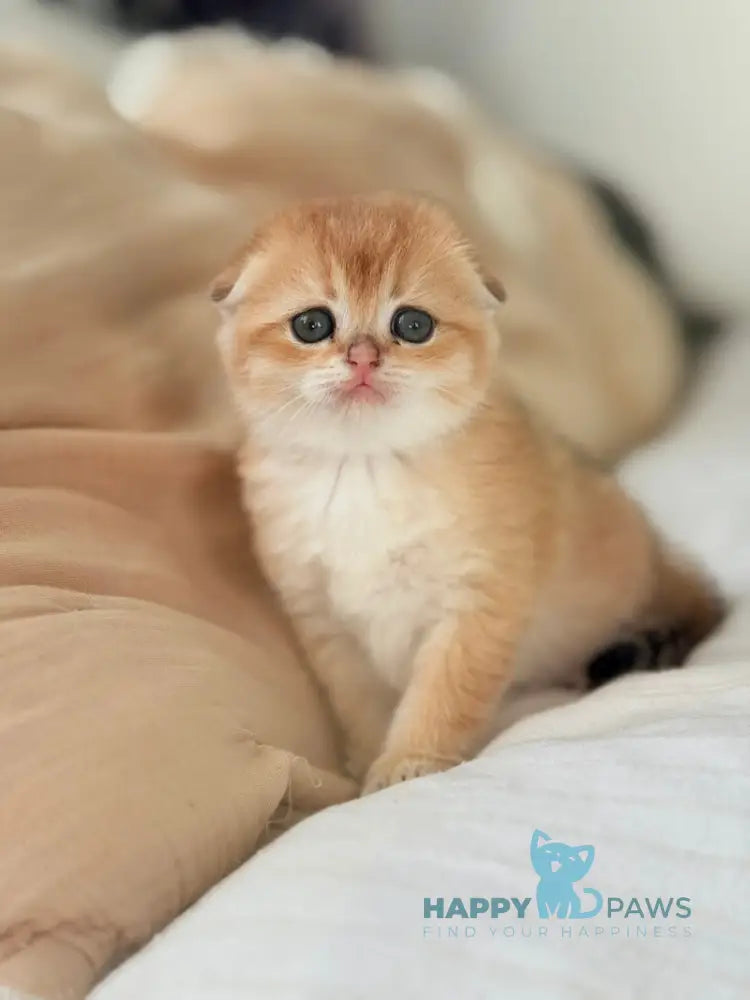 Kris Scottish Fold female black golden shaded live animals