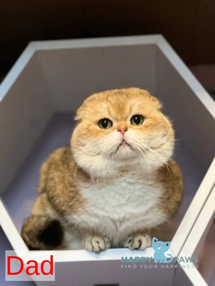 Kris Scottish Fold female black golden shaded live animals