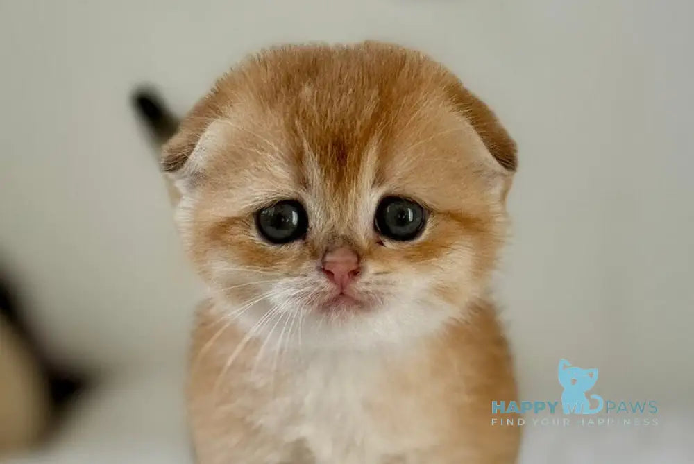 Kris Scottish Fold female black golden shaded live animals