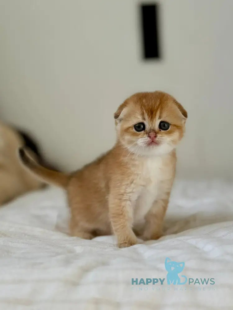 Kris Scottish Fold female black golden shaded live animals