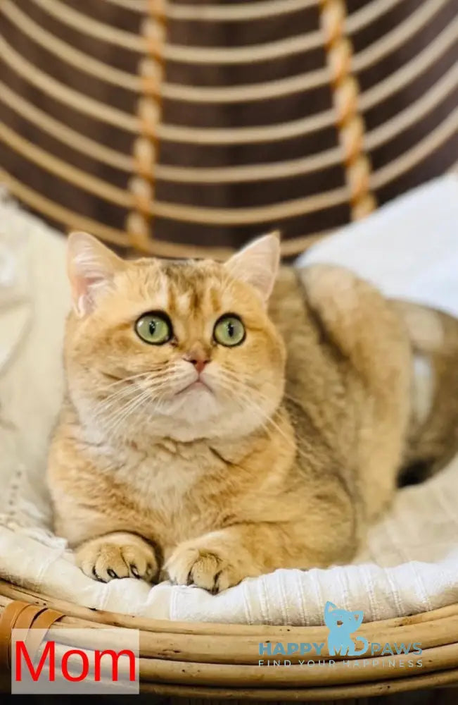 Kris Scottish Fold female black golden shaded live animals