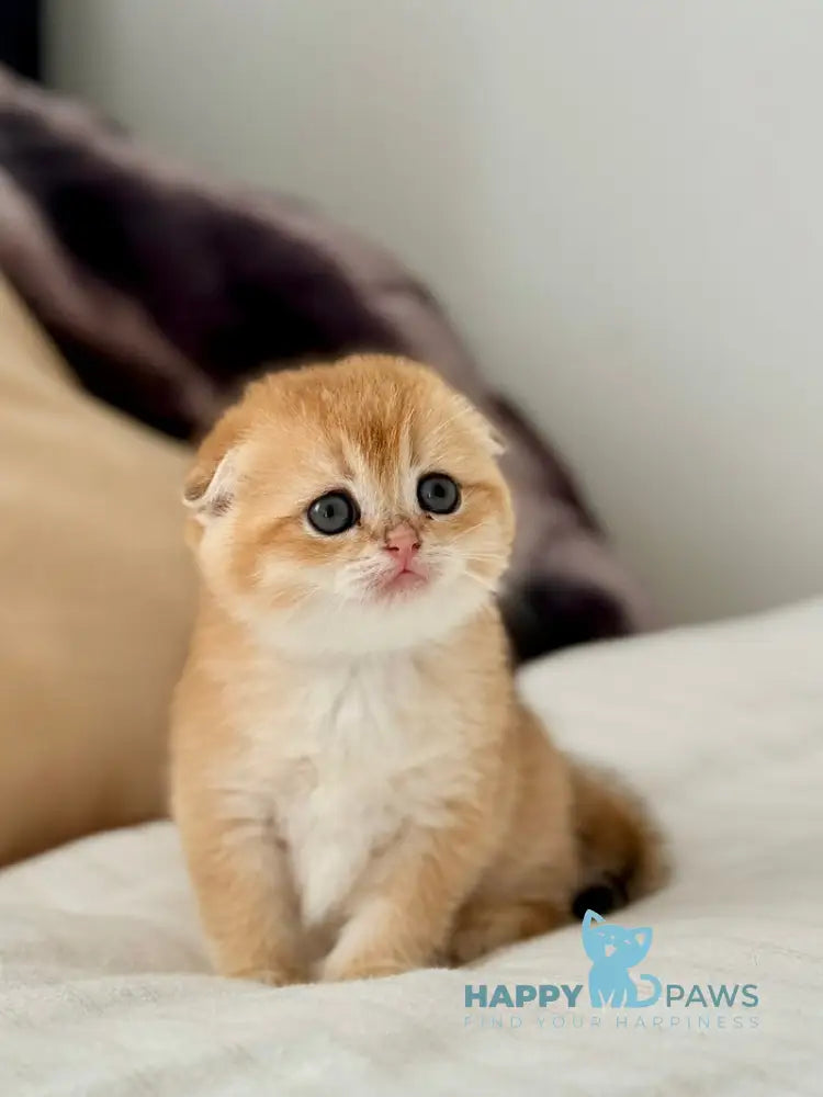 Kris Scottish Fold female black golden shaded live animals