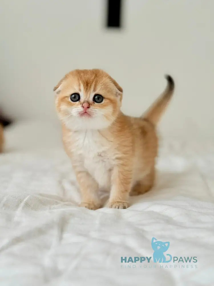 Kris Scottish Fold female black golden shaded live animals