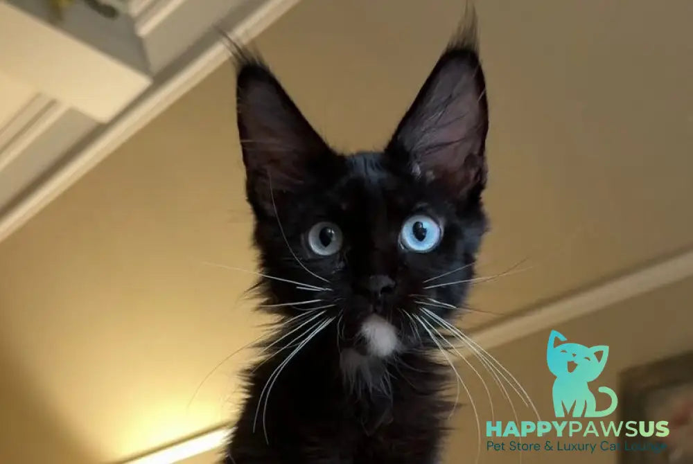 Krishna Maine Coon male black with white live animals