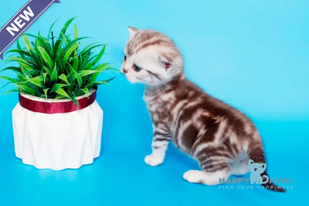 Krispy British Shorthair male chocolate silver tabby live animals