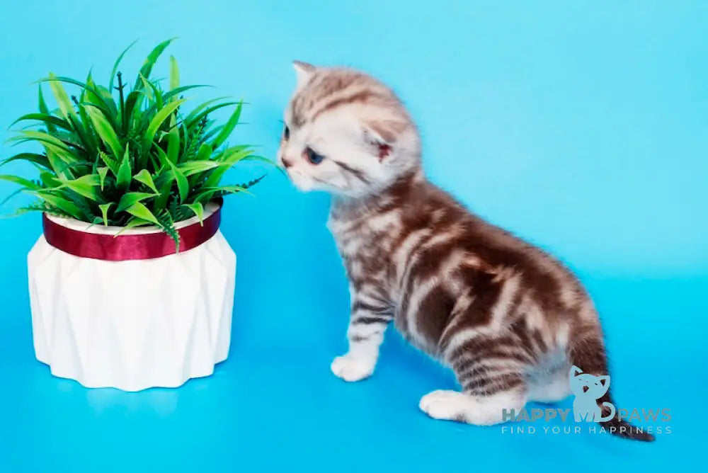 Krispy British Shorthair male chocolate silver tabby live animals
