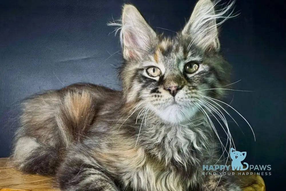 Kriss Maine Coon female black tortie tabby live animals
