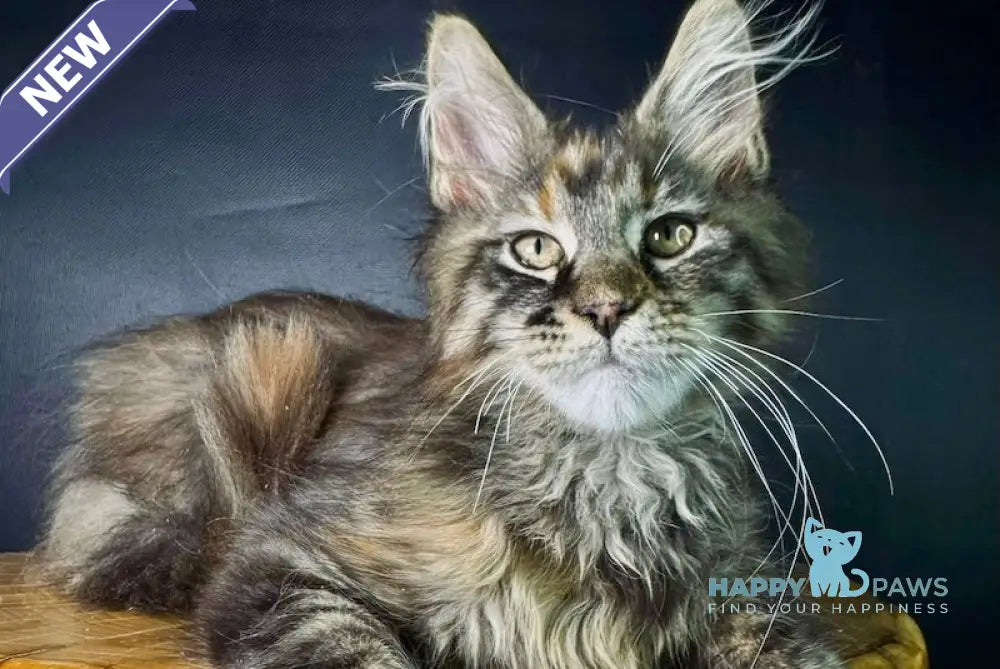 Kriss Maine Coon female black tortie tabby live animals