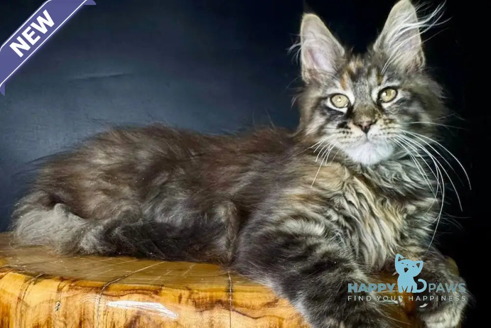 Kriss Maine Coon female black tortie tabby live animals