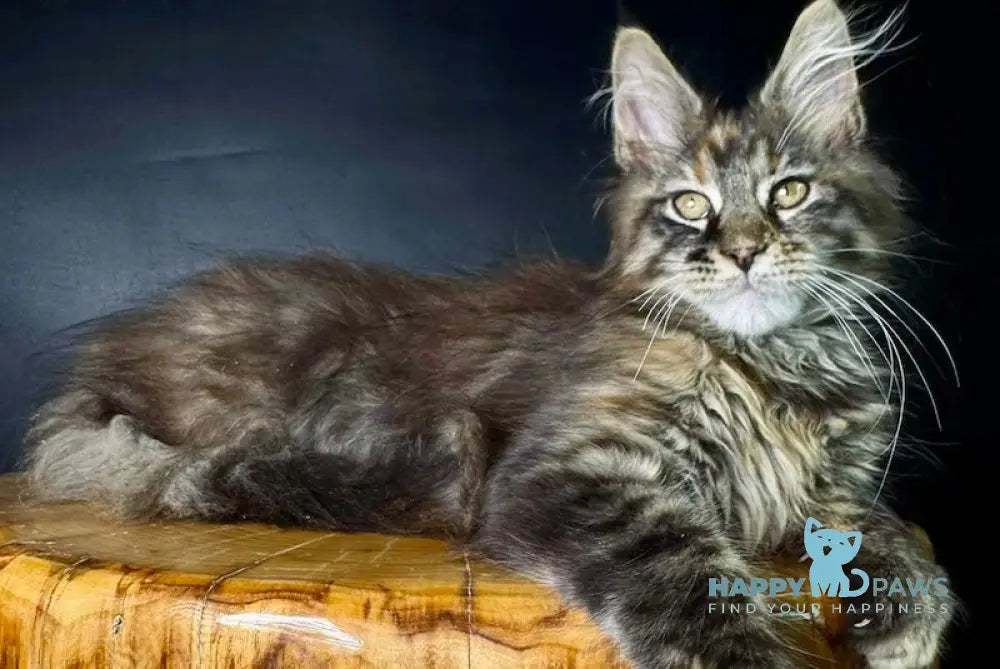 Kriss Maine Coon female black tortie tabby live animals