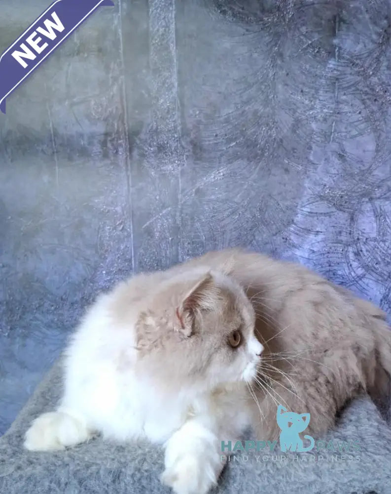 Kriss Selkirk Straight male fawn bicolour live animals
