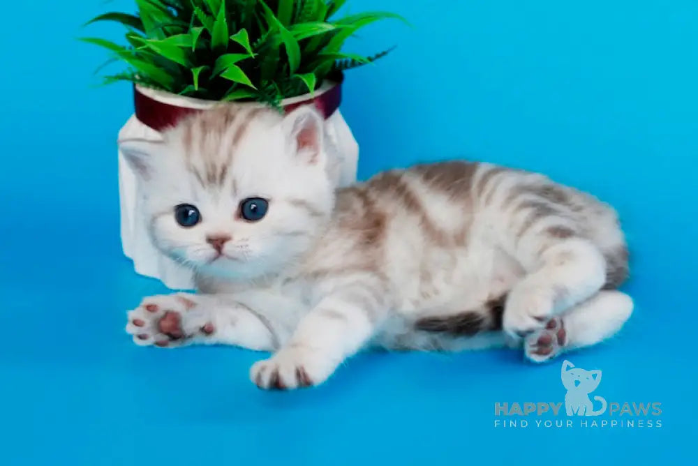 Krissy British Shorthair female chocolate silver tabby live animals