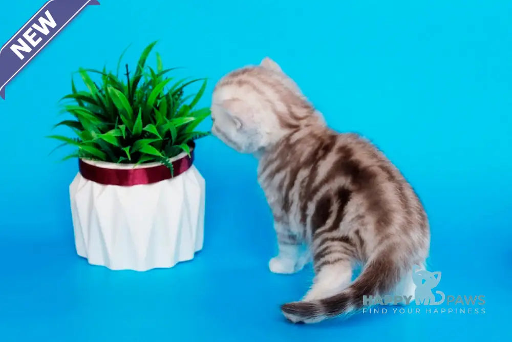 Krissy British Shorthair female chocolate silver tabby live animals