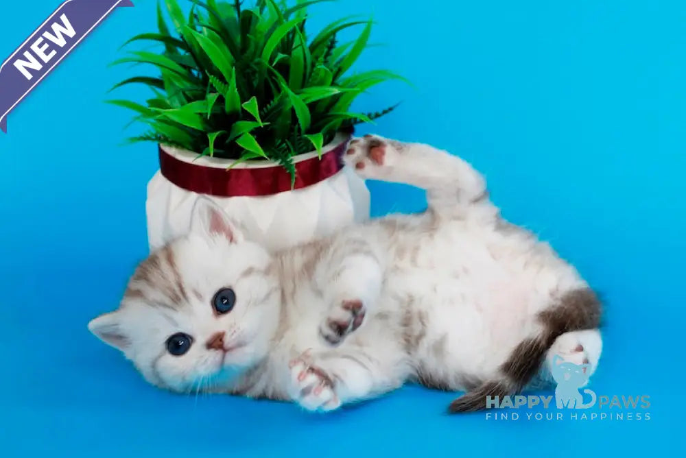 Krissy British Shorthair female chocolate silver tabby live animals