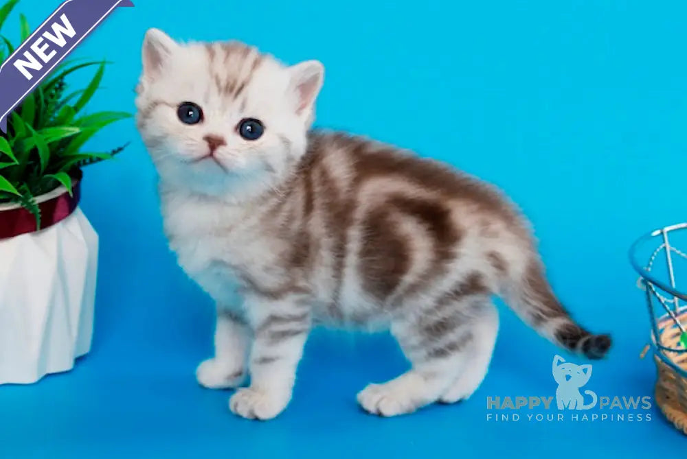 Krissy British Shorthair female chocolate silver tabby live animals