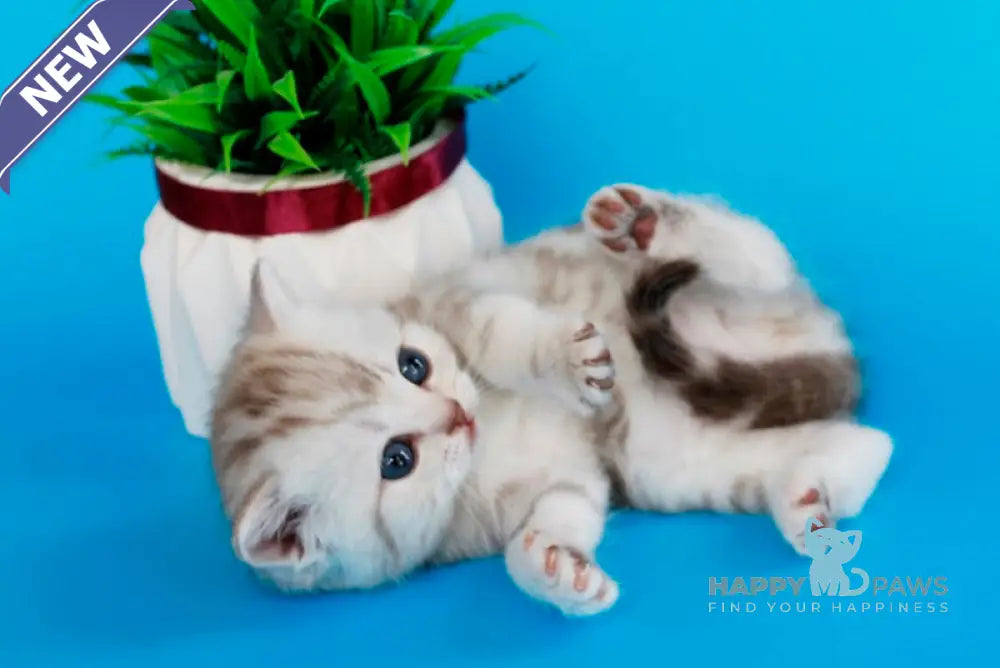 Krissy British Shorthair female chocolate silver tabby live animals
