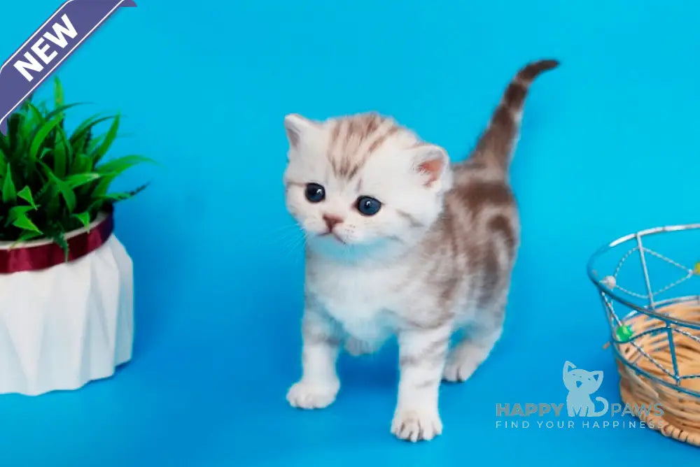 Krissy British Shorthair female chocolate silver tabby live animals