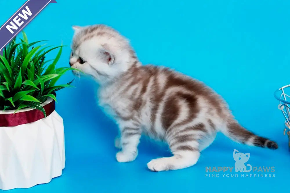 Krissy British Shorthair female chocolate silver tabby live animals