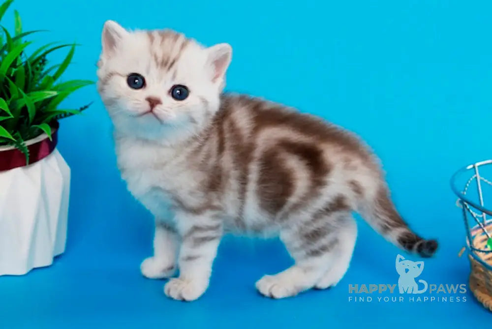Krissy British Shorthair female chocolate silver tabby live animals