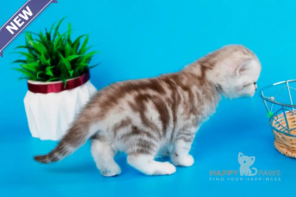 Krissy British Shorthair female chocolate silver tabby live animals