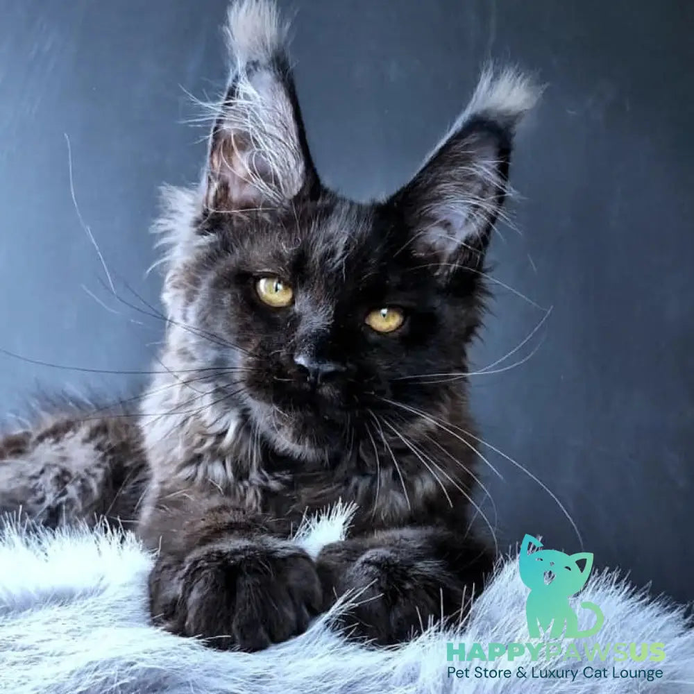 Kristal Lux Maine Coon female black - live animals