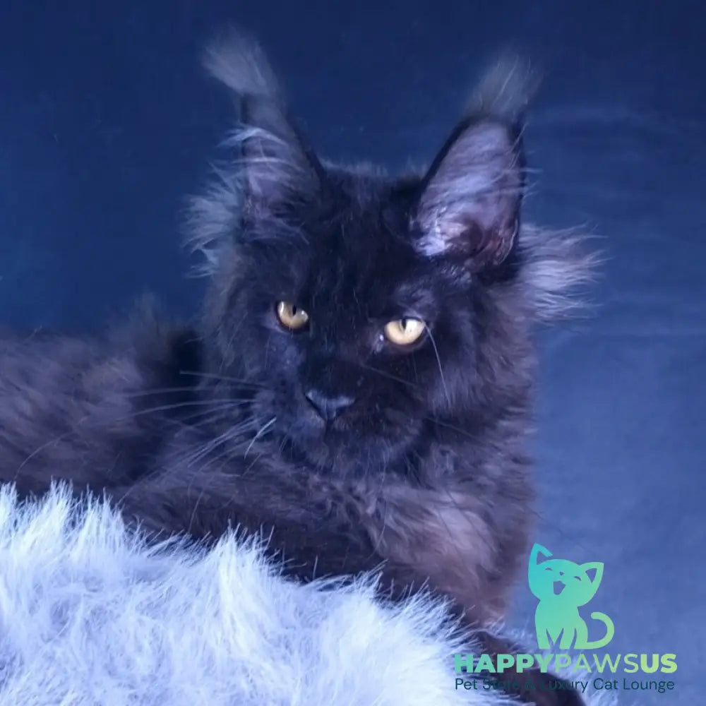Kristal Lux Maine Coon female black - live animals
