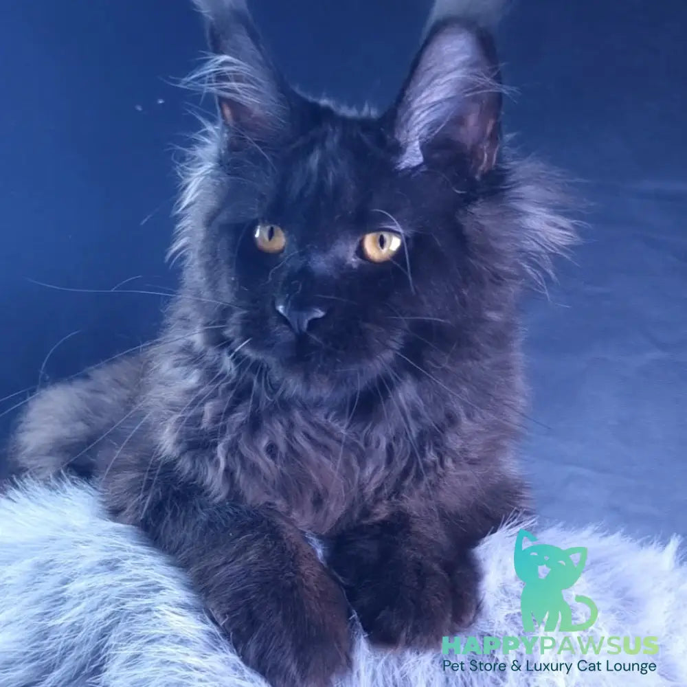 Kristal Lux Maine Coon female black - live animals