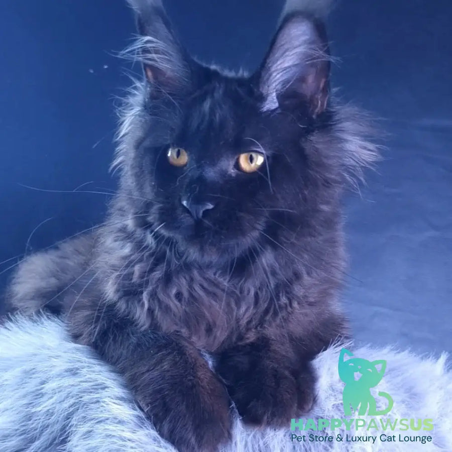 Kristal Lux Maine Coon female black - live animals