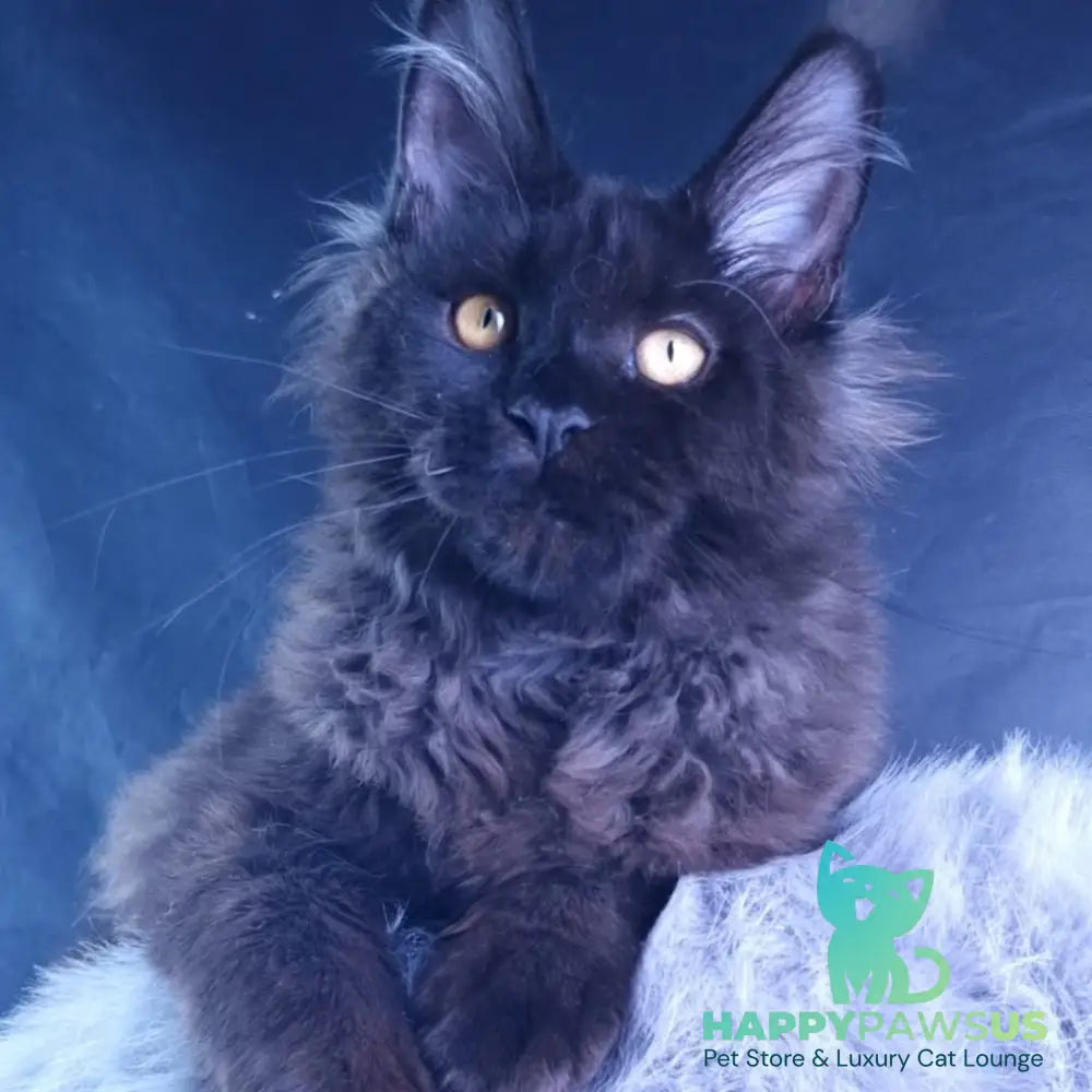 Kristal Lux Maine Coon female black - live animals