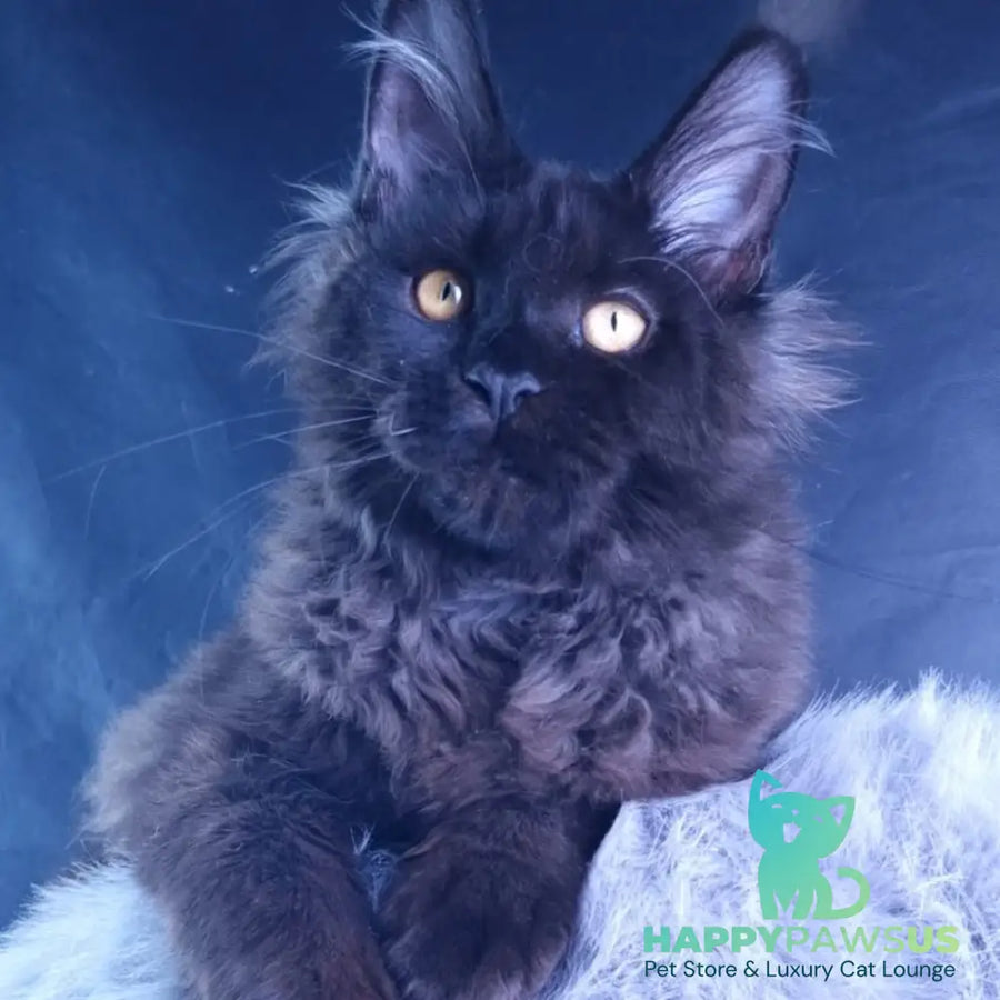Kristal Lux Maine Coon female black - live animals