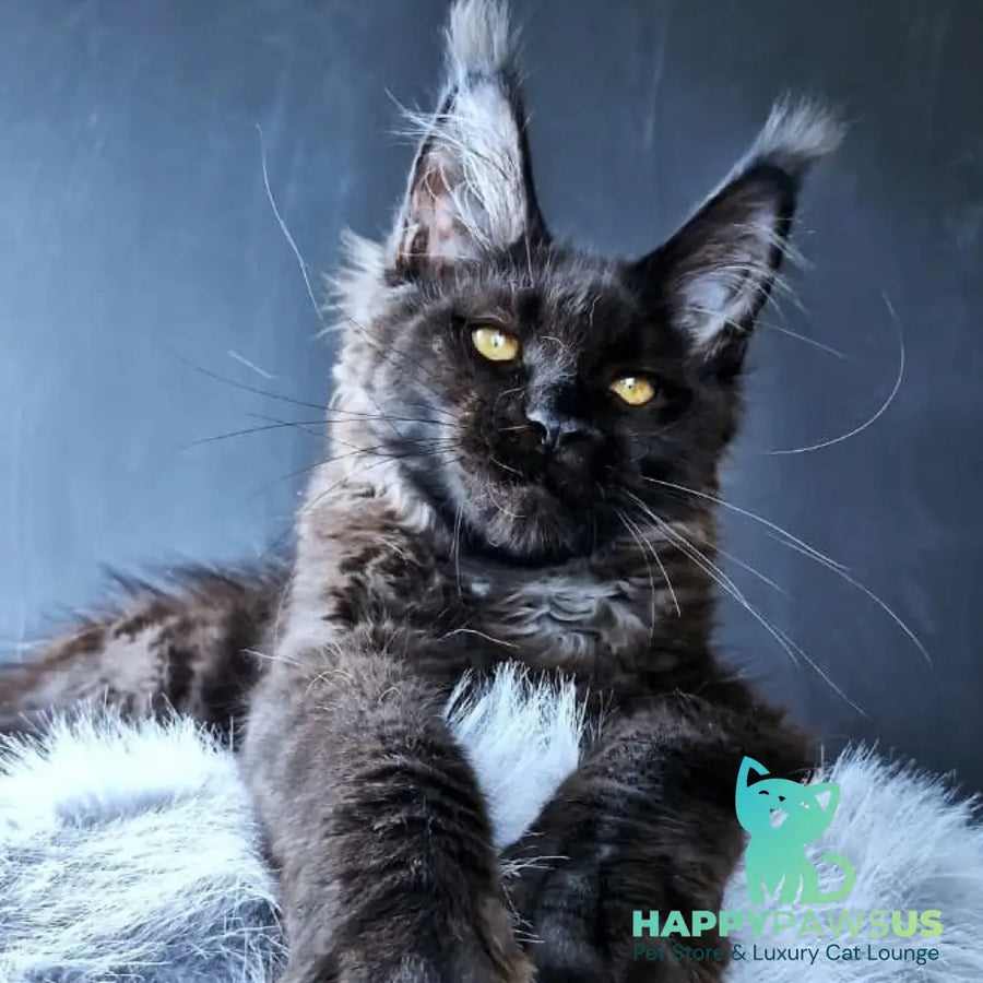 Kristal Lux Maine Coon female black - live animals