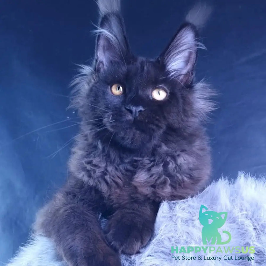 Kristal Lux Maine Coon female black - live animals