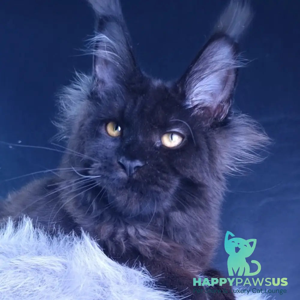 Kristal Lux Maine Coon female black - live animals