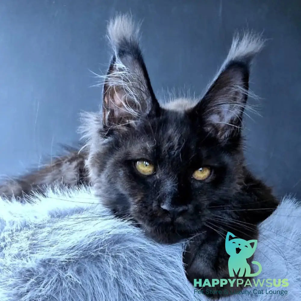 Kristal Lux Maine Coon female black - live animals