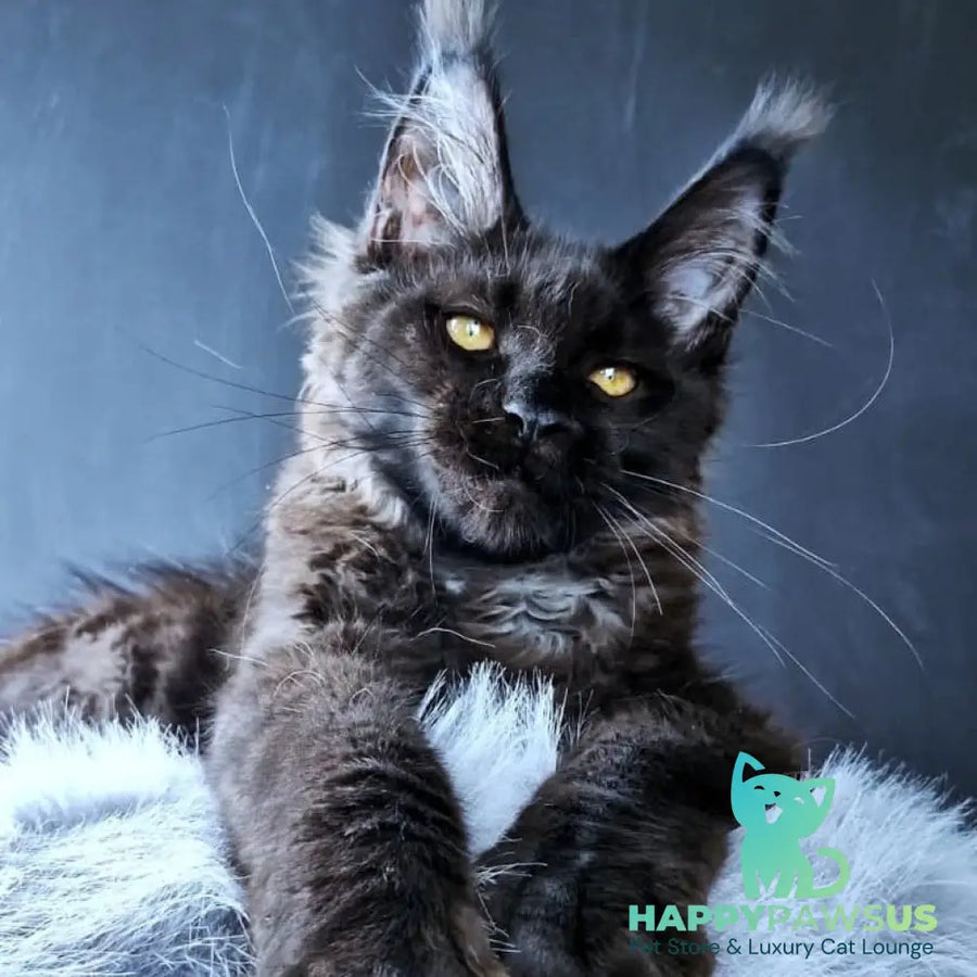 Kristal Lux Maine Coon female black - live animals
