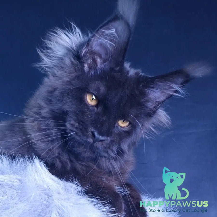 Kristal Lux Maine Coon female black - live animals