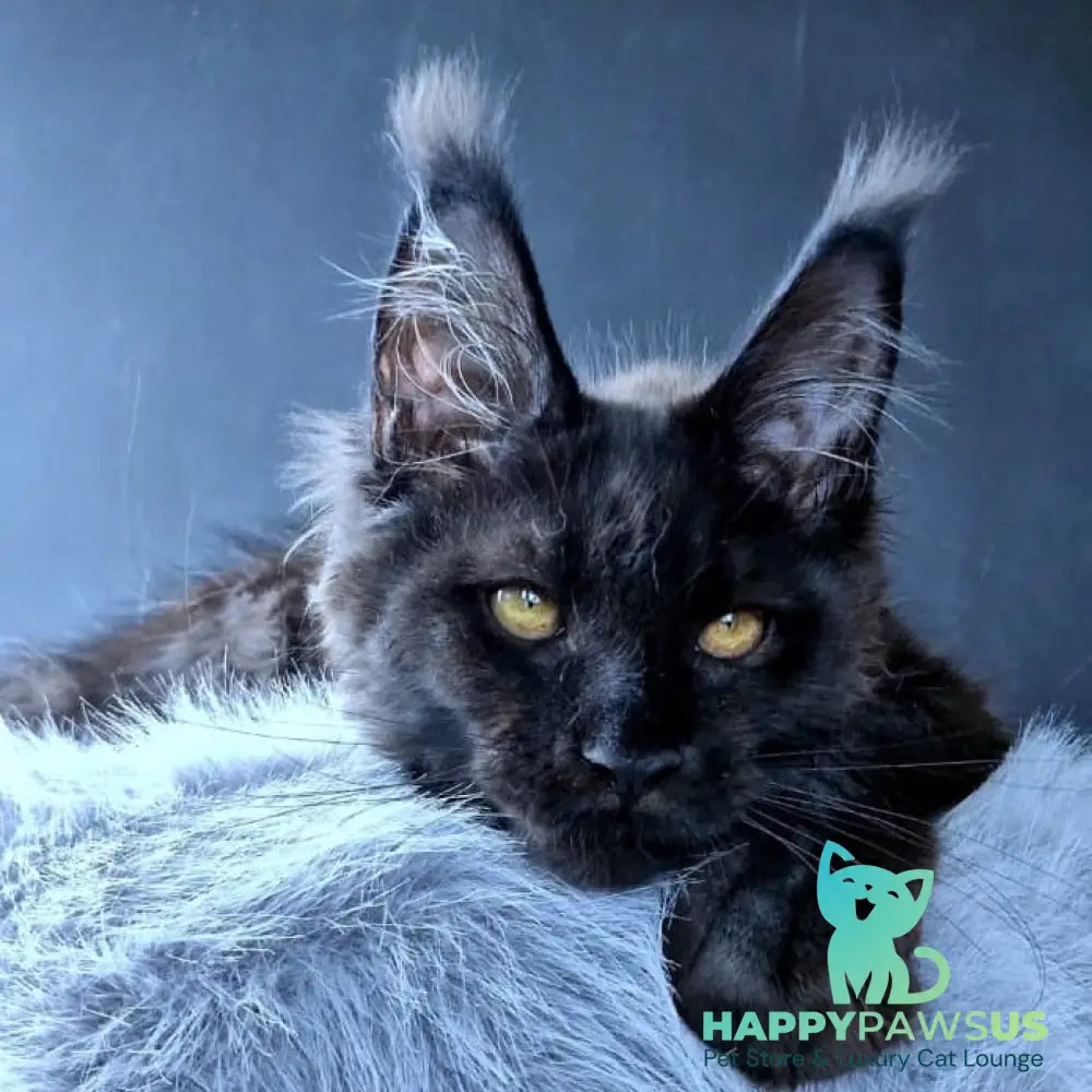 Kristal Lux Maine Coon female black - live animals