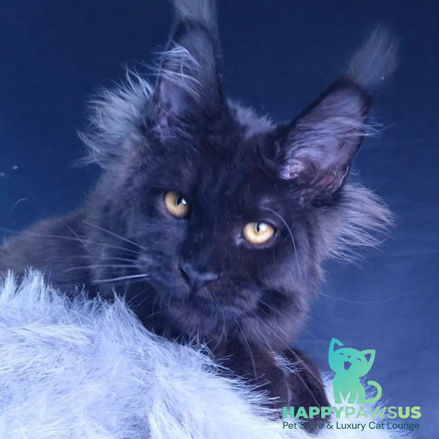 Kristal Lux Maine Coon female black - live animals