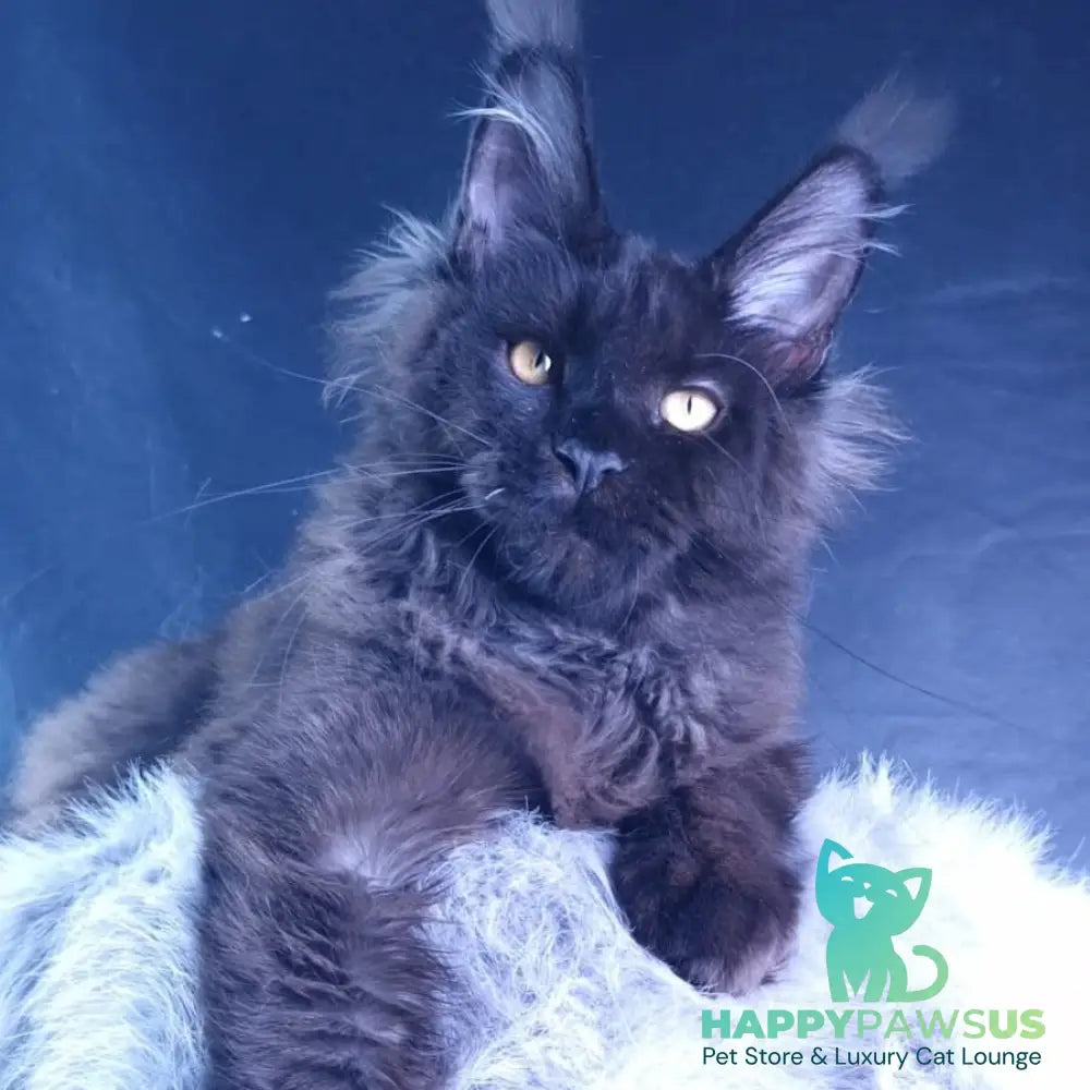 Kristal Lux Maine Coon female black - live animals