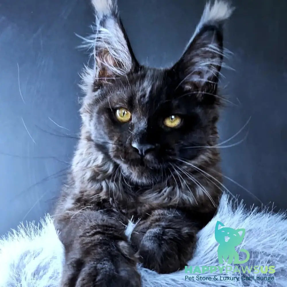 Kristal Lux Maine Coon female black - live animals