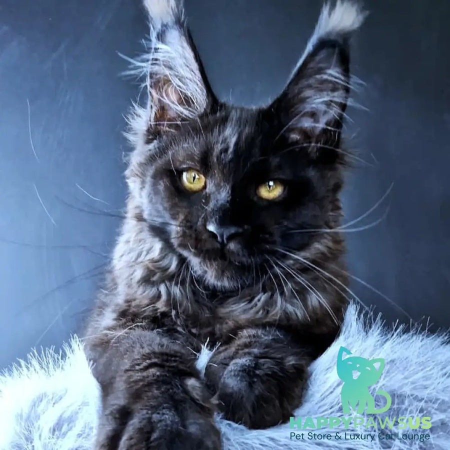 Kristal Lux Maine Coon female black - live animals