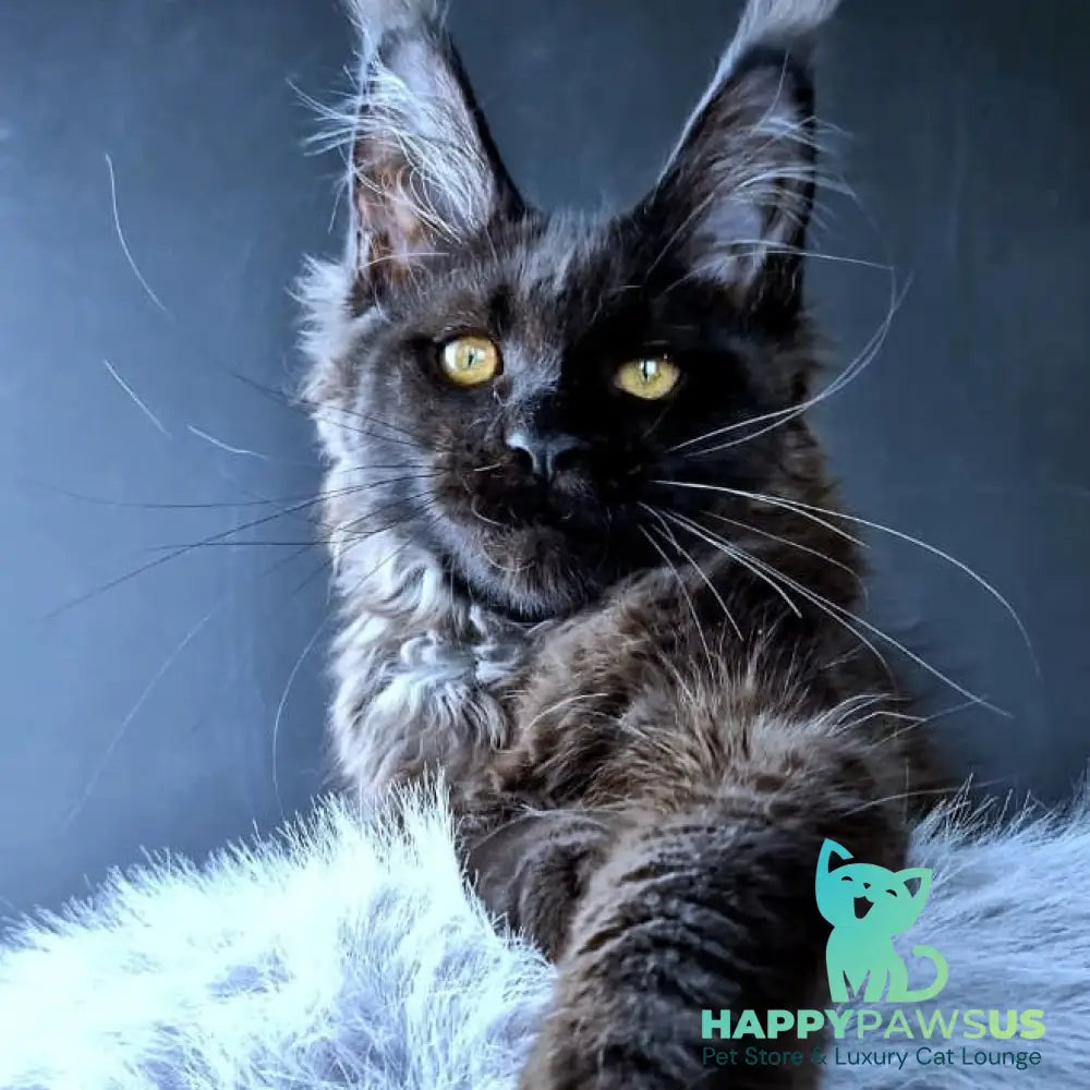 Kristal Lux Maine Coon female black - live animals