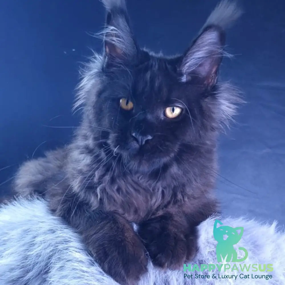 Kristal Lux Maine Coon female black - live animals