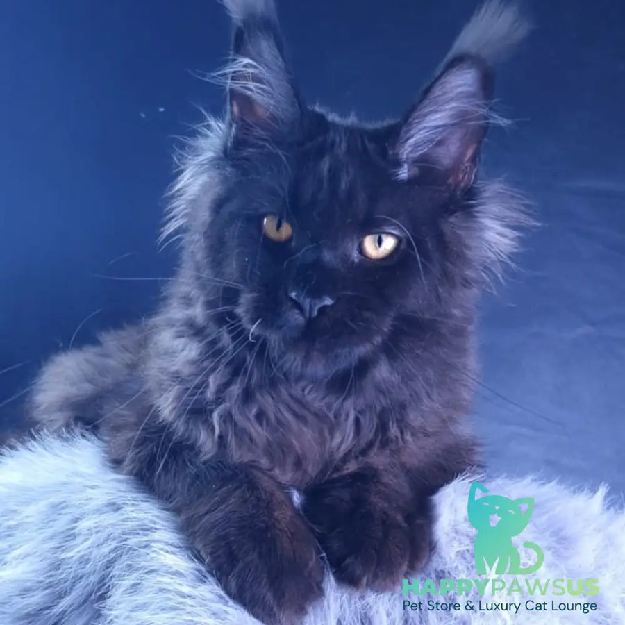 Kristal Lux Maine Coon female black - live animals