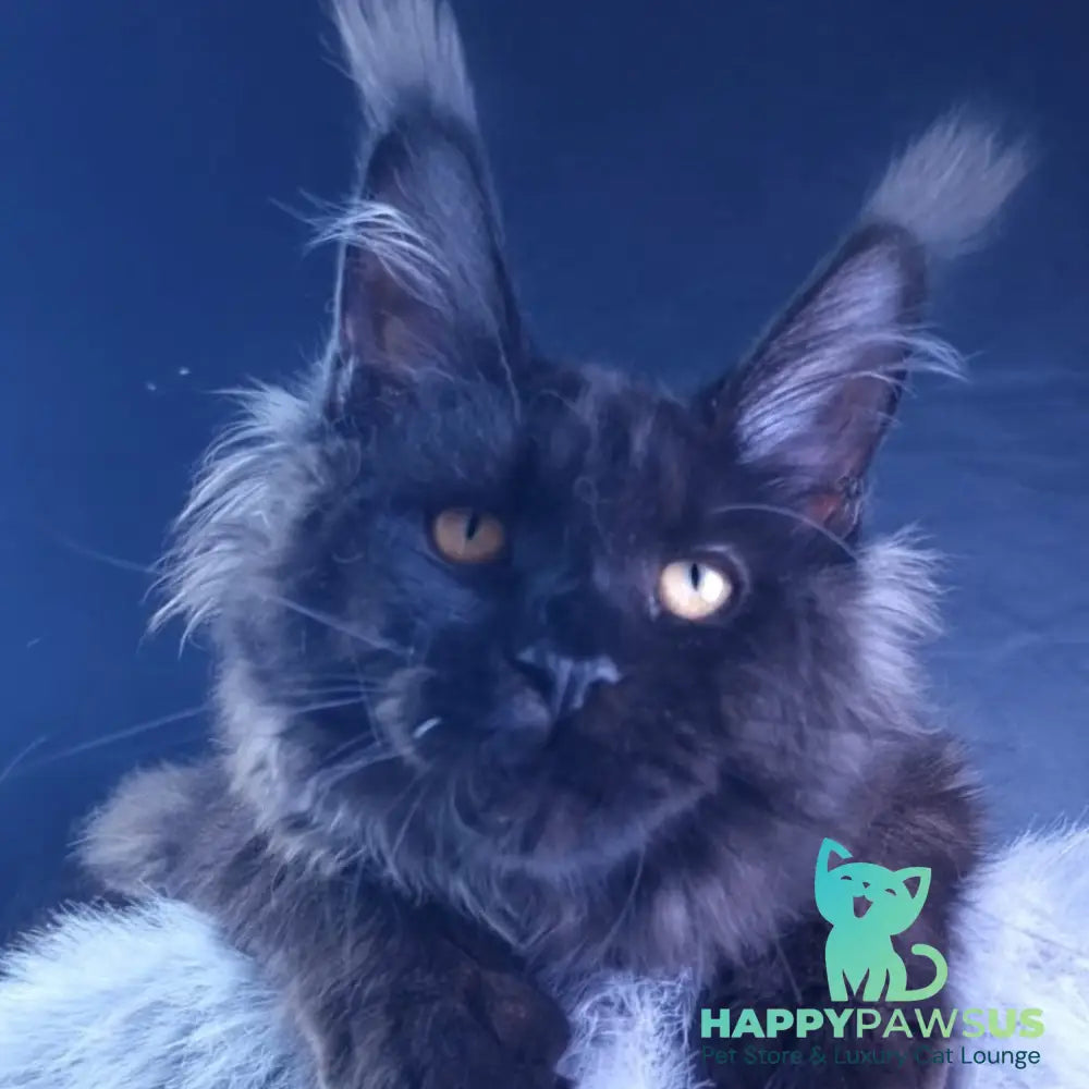 Kristal Lux Maine Coon female black - live animals