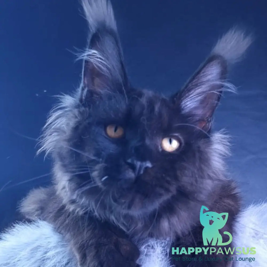 Kristal Lux Maine Coon female black - live animals