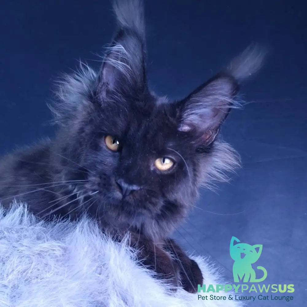 Kristal Lux Maine Coon female black - live animals