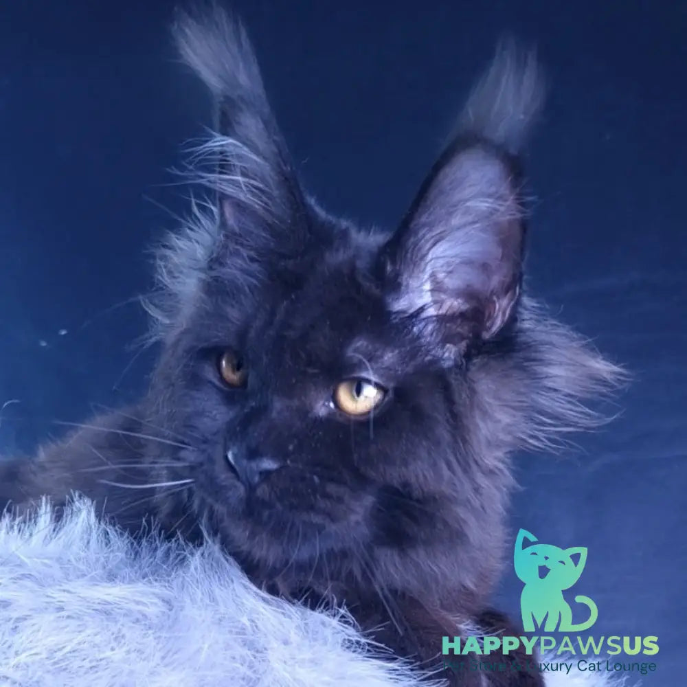 Kristal Lux Maine Coon female black - live animals